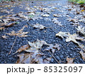 紅葉の道路 85325097