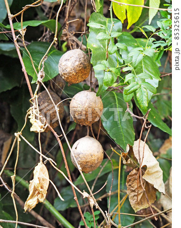 冬枯れしたウリ科のつる性多年草キカラスウリ 冬枯れしたウリ科のつる性多年草キカラスウリ 85325615