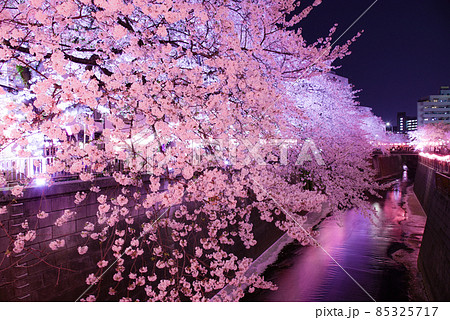 目黒川の桜 85325717