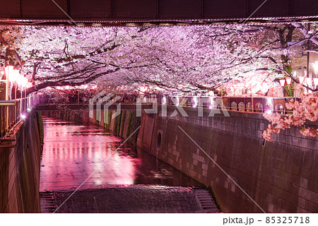 目黒川の桜 目黒川の桜 85325718