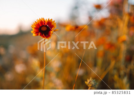 Close up of blooming beautiful natural wildflowers at dawn, selective focus. Shallow depth of field. 85325831