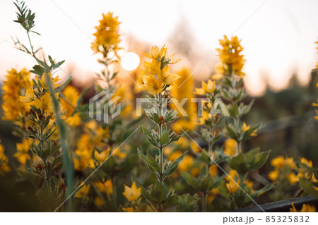 Bright yellow flower plant field at sunset, selective focus. Shallow depth of field. Spring 85325832
