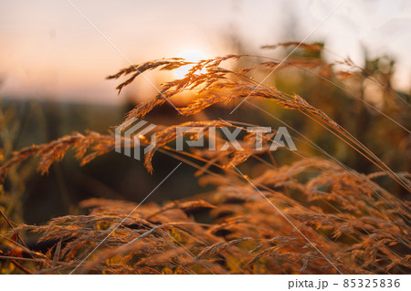 Cereal grass in summer field at sunset. Beautiful nature background. Shallow depth of field. Spring or summer concept 85325836