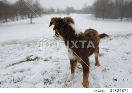 Cute puppy playing in the snow Cute puppy playing in the snow 85325872
