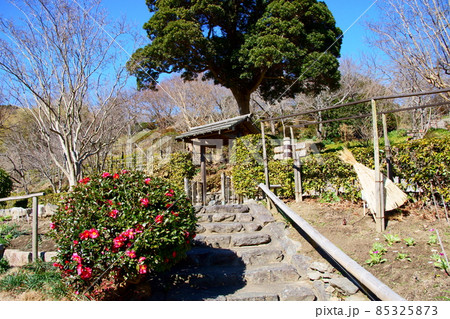 山茶花と庭門 山茶花と庭門 85325873