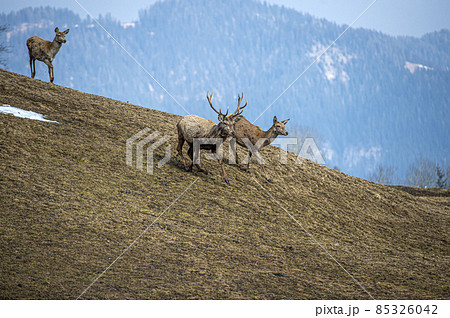 deer portrait while running in winter season 85326042