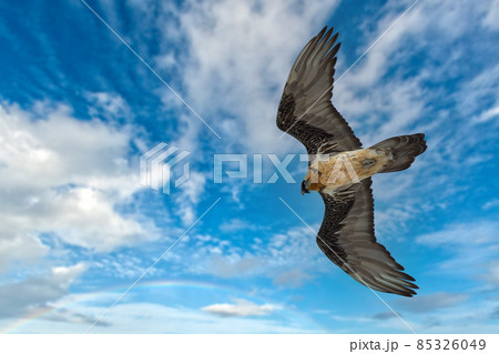 Bearded vulture vird of prey flying gran paradiso park Italy 85326049