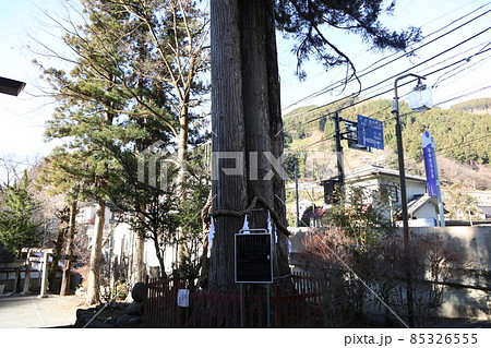 奥氷川神社 氷川三本杉 奥氷川神社 氷川三本杉 85326555