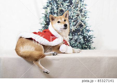 サンタクロースの衣装を着て微笑む柴犬 85327141