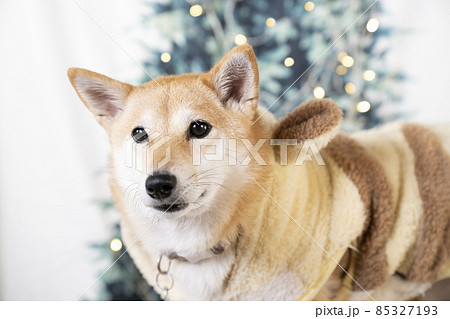 虎の衣装を着て微笑む柴犬 85327193