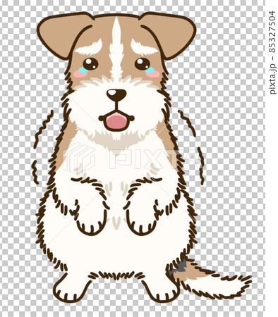 Frightened Wire Fox Terrier 85327504