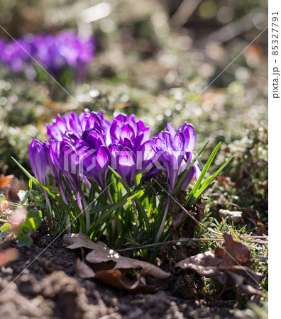 Spring background with beautiful violet crocuses in the garden. Cinema toned photo. Spring background with beautiful violet crocuses in the garden. Cinema toned photo. 85327791