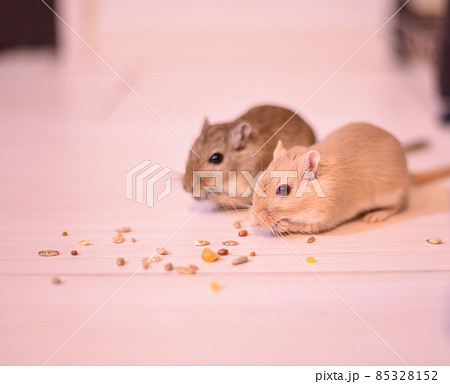 スナネズミの食事 スナネズミの食事 85328152