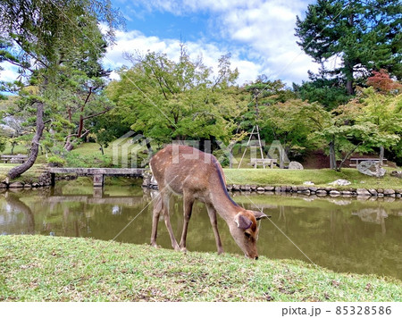 奈良公園で草を食べる鹿 85328586