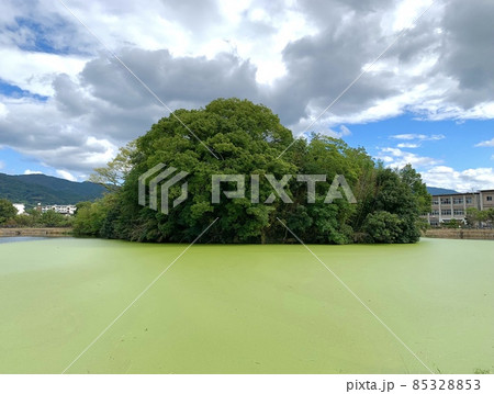夏の纏向勝山古墳 夏の纏向勝山古墳 85328853