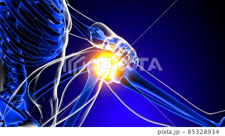 Knee joint pain Anatomy For Medical Concept 3D 85328934