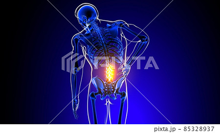 Lumbar spine joint pain Anatomy For Medical Concept 3D 85328937