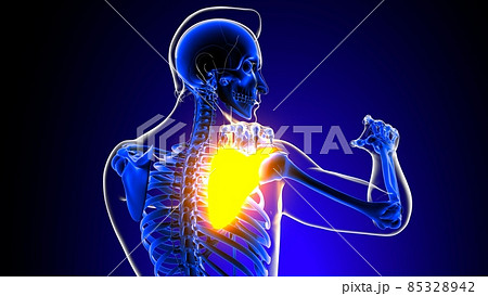 Shoulder joint pain Anatomy For Medical Concept 3D 85328942
