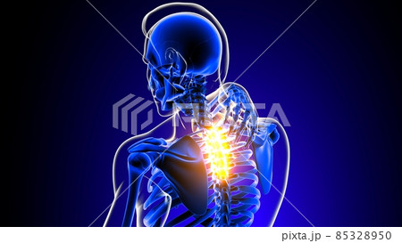 Thoracic spine joint pain Anatomy For Medical Concept 3D 85328950