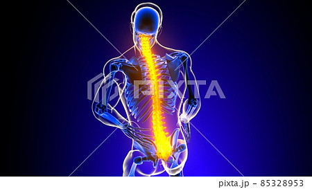 veritable column spine Back pain Anatomy For Medical Concept 3D 85328953