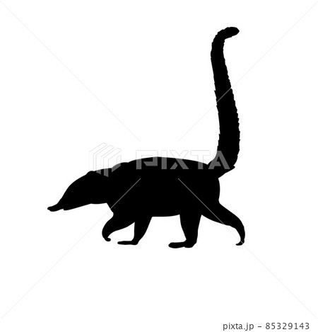 Silhouette Nasua Coati. Wildlife animal. Silhouette Nasua Coati. Wildlife animal. 85329143