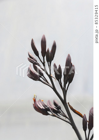 Bronze New Zealand flax 85329415