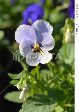 Horned violet Horned violet 85329420