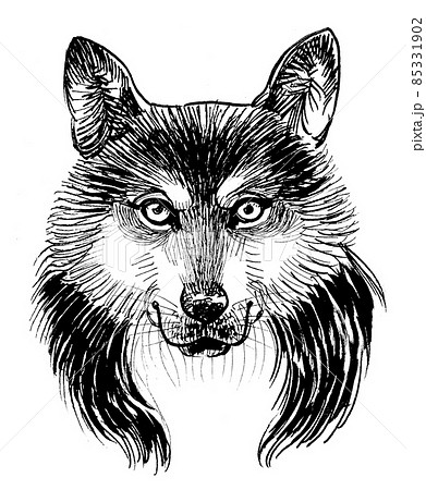Wolf head. ink black and white drawing 85331902