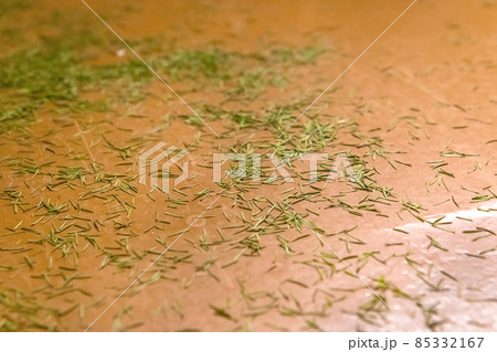 New Year's green spruce with crumbling needles. End of the new year and holidays concept 85332167
