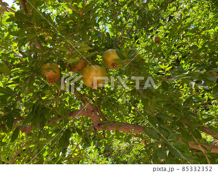 A couple of green pomegranate fruits on a branch 85332352
