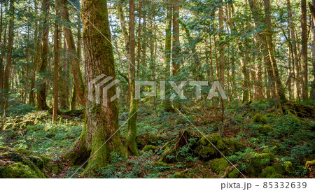 深い森の中・青木ヶ原樹海の木々 85332639