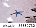 沖縄の海に生息するヒトデ 85332732