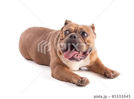 Portrait of an american bully dog lying down Portrait of an american bully dog lying down 85333045