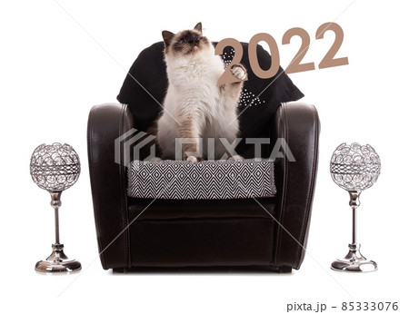 Portrait of sacred young cat of Burma in a brown armchair 85333076