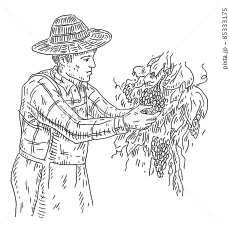 Man harvesting the grapes on vineyard. Engraving black vintage 85333175