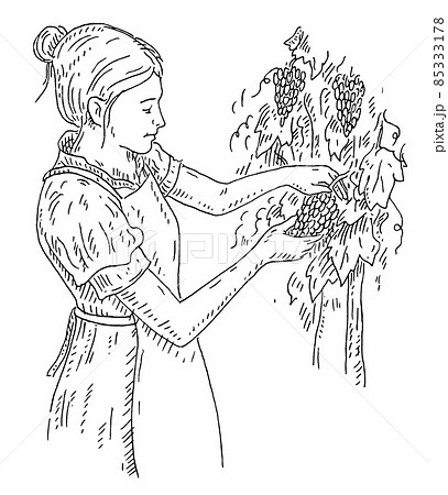 Woman harvesting the grapes on vineyard. Engraving black vintage 85333178