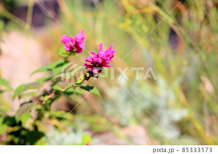 サルビアの花 インボルクラータ サルビアの花 インボルクラータ 85333573
