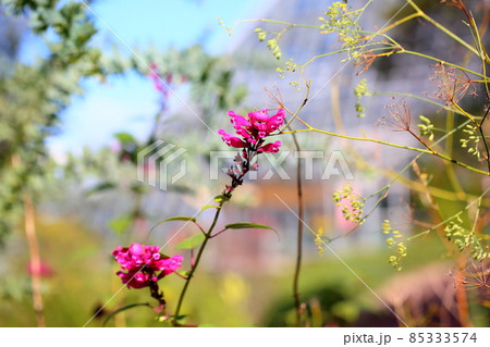 サルビアの花　インボルクラータ 85333574