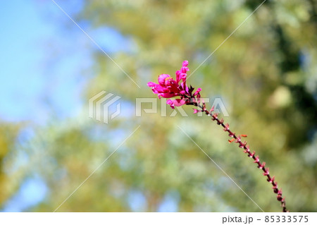 サルビアの花　インボルクラータ 85333575