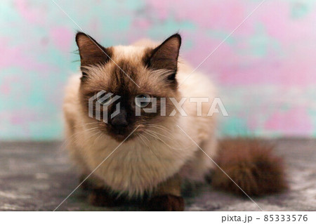 portrait of a grey cat with stripes laying on a ground, close-up, selective focus. High quality 85333576