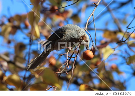 《神奈川県・平塚市総合公園》ヒヨドリとヤマナシ・秋の風景 85333676
