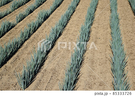 長ネギ畑 85333726