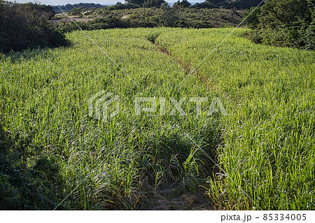サトウキビ畑の小島 85334005