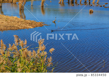 東京 江戸川区 葛西臨海公園 鳥類園 東京 江戸川区 葛西臨海公園 鳥類園 85334450