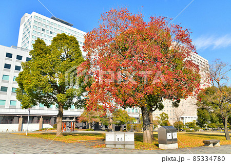 シンボルプロムナード公園／有明センタービル周辺(東京都江東区)【2021.12】 85334780