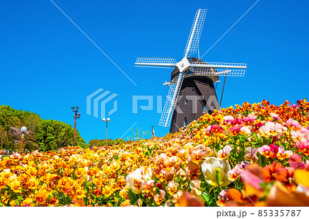 鶴見緑地のビオラと風車 85335787