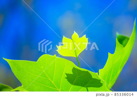 ユリノキの若葉 85336014