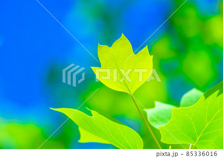 ユリノキの若葉 85336016