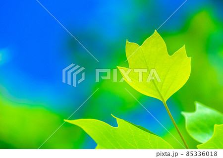 ユリノキの若葉 85336018