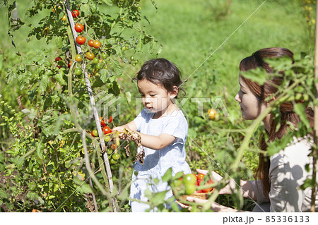 家庭菜園を楽しむ親子 家庭菜園を楽しむ親子 85336133
